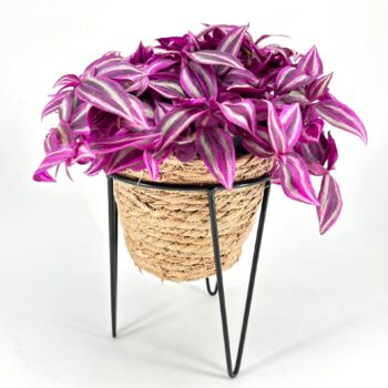 Tradescantia plant with purple and green striped leaves in a woven basket with black legs.