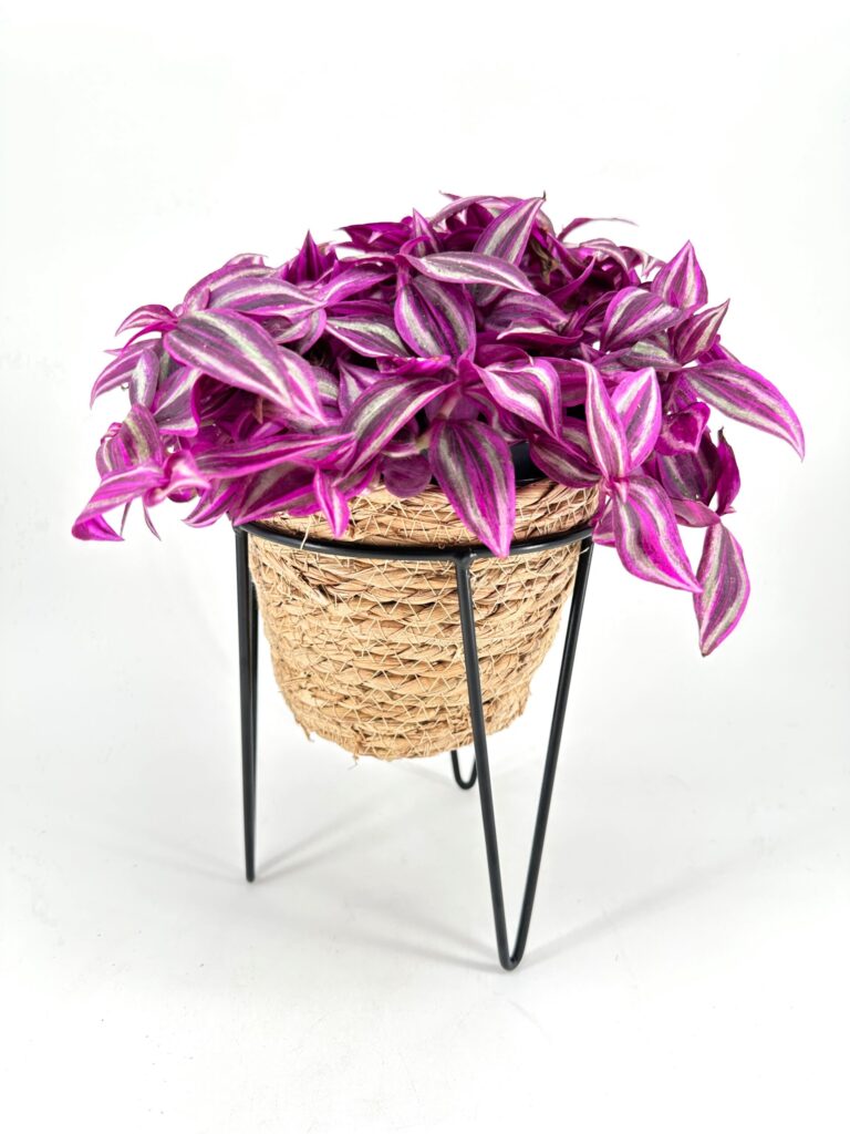 Tradescantia plant with purple and green striped leaves in a woven basket with black legs.