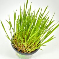 Wheatgrass sprouts in black pot showcasing vibrant green leaves and visible seeds with roots.