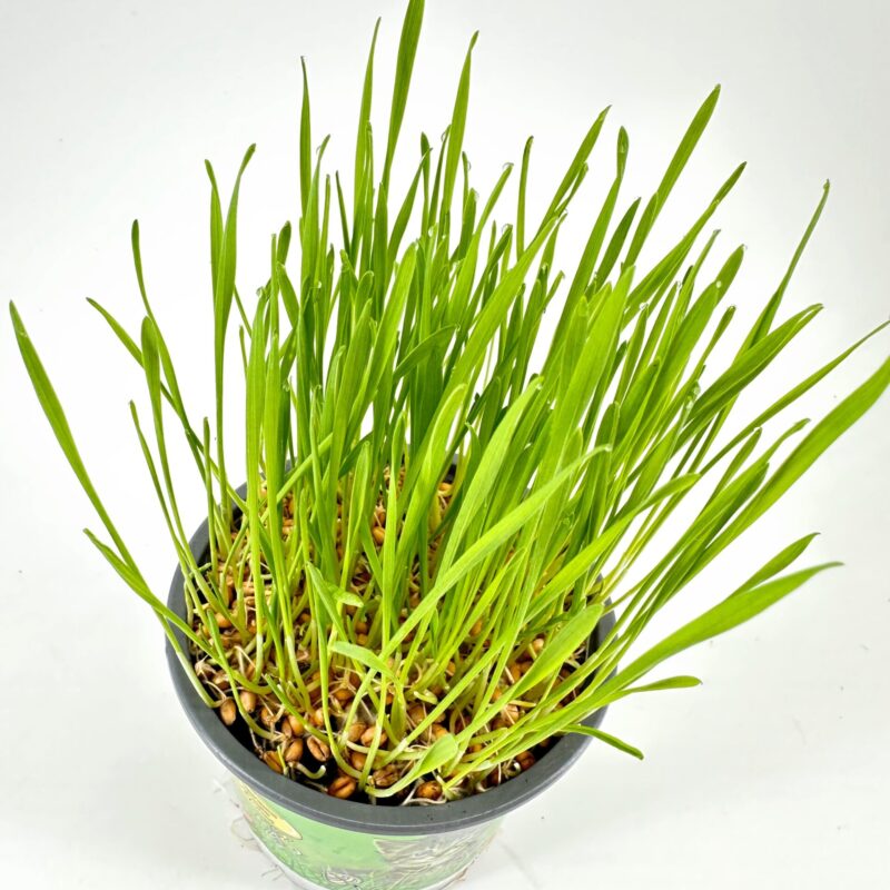 Fresh Wheatgrass: Vibrant Green Shoots in Black Pot Wheatgrass sprouts in black pot showcasing vibrant green leaves and visible seeds with roots.