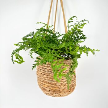 Close-up of woven seaweed fibres and braided hanging cords on rustic basket