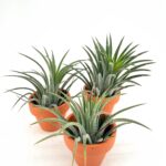 Tillandsia Ionantha Air Plant in Terracotta Pot