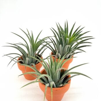 Tillandsia ionantha air plants in terracotta pots UK small easy care houseplants
