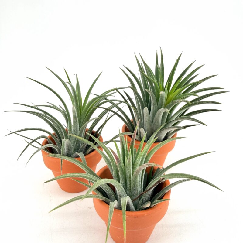 Tillandsia Ionantha Air Plant in Terracotta Pot UK Tillandsia ionantha air plants in terracotta pots UK small easy care houseplants