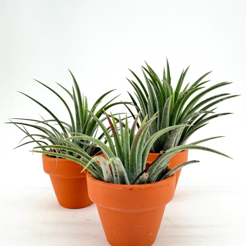 Tillandsia Ionantha Air Plant in Terracotta Pot UK Air plant Tillandsia ionantha in terracotta pots cluster easy care no soil plants U