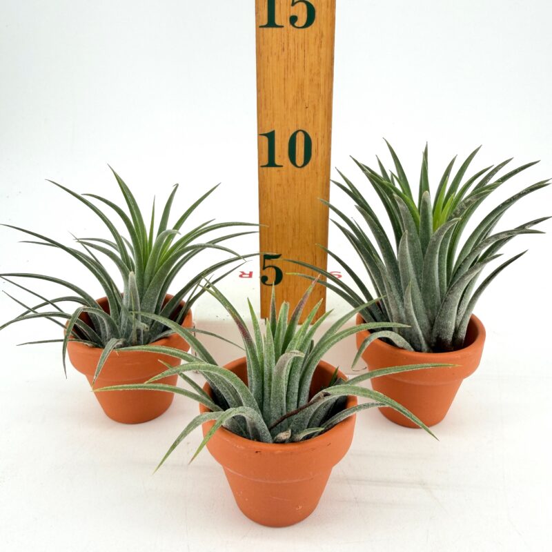 Tillandsia Ionantha Air Plant in Terracotta Pot UK Tillandsia ionantha air plant size comparison in terracotta pot UK small desk plant