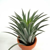 Tillandsia ionantha air plant in terracotta pot compact low maintenance houseplant
