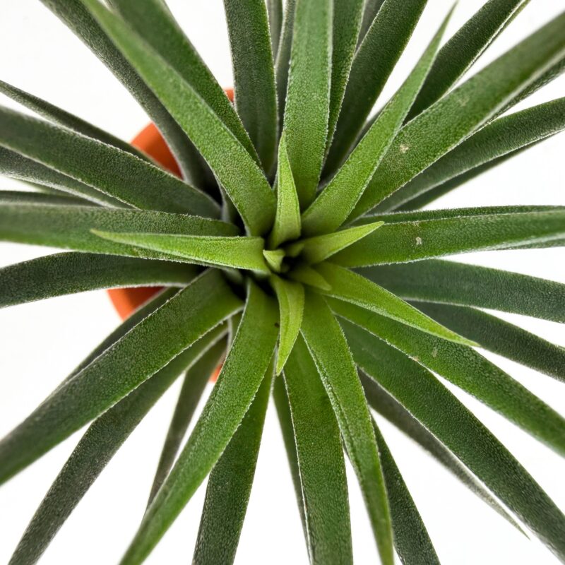 Tillandsia Ionantha Air Plant in Terracotta Pot UK Top view Tillandsia ionantha air plant leaves detail no soil easy care plant