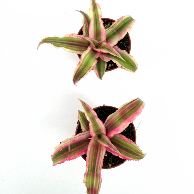 Cryptanthus Earth Star Top view of two Cryptanthus Earth Star plants showing star shaped rosettes with pink edged green leaves