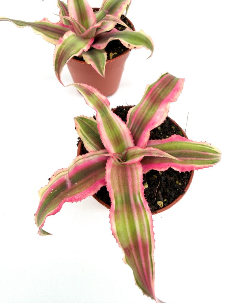 Two Cryptanthus Earth Star, pet friendly plants with pink and green striped rosette leaves in nursery pots on white background