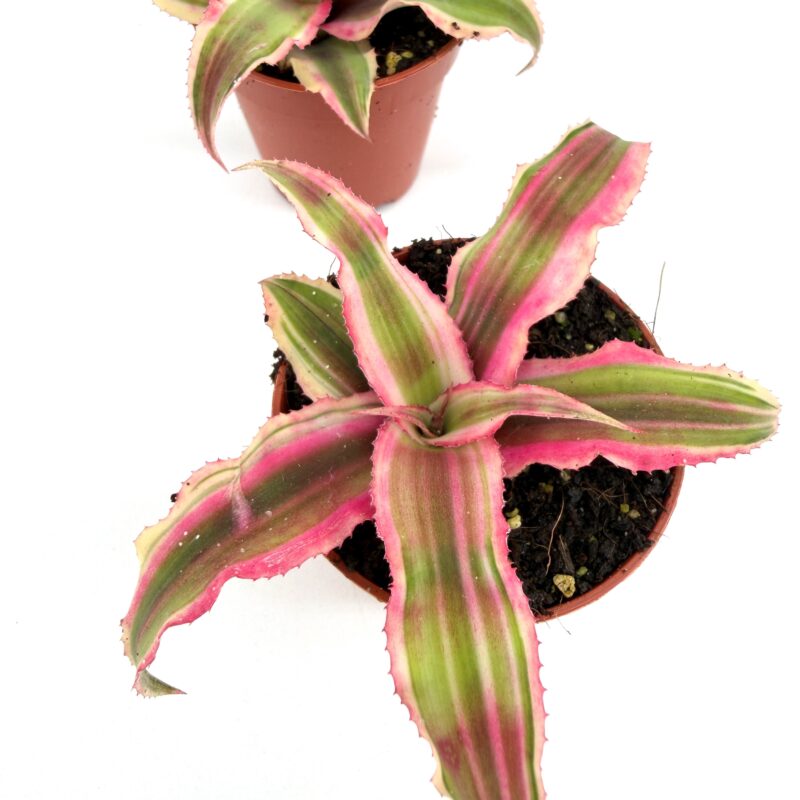 Two Cryptanthus Earth Star, pet friendly plants with pink and green striped rosette leaves in nursery pots on white background