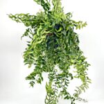 Aeschynanthus Twister Lipstick Plant