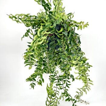 Aeschynanthus Twister Lipstick Plant