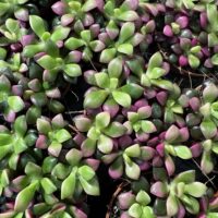 Overhead view of pink and green rosette succulents in nursery terracotta pots.