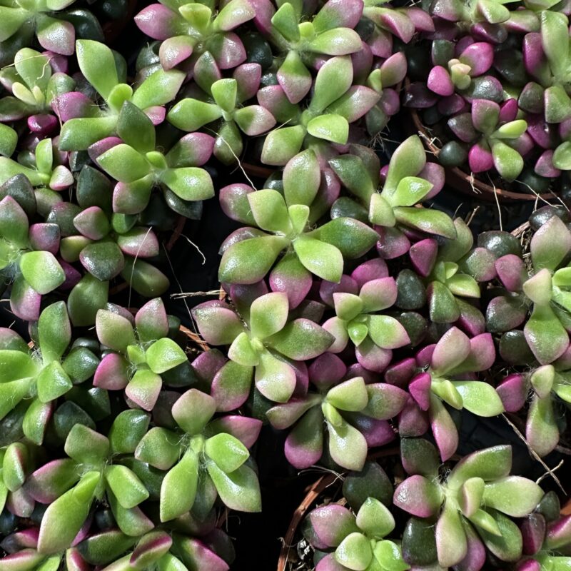 Pink and Green Succulent Rosettes in Terracotta Pots Overhead view of pink and green rosette succulents in nursery terracotta pots.