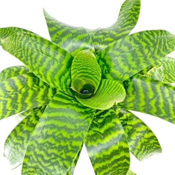 Vriesea hieroglyphica, King of Bromeliads, with wide green leaves marked by bold dark patterns in a rosette shape.