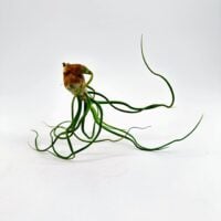 tillandsia bulbosa bulbous air plant close up