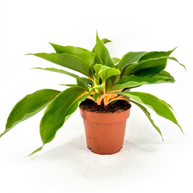 Chlorophytum Fire Flash Orange Spider Plant Chlorophytum Fire Flash Orange Spider Plant