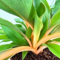 Chlorophytum Fire Flash Orange Spider Plant