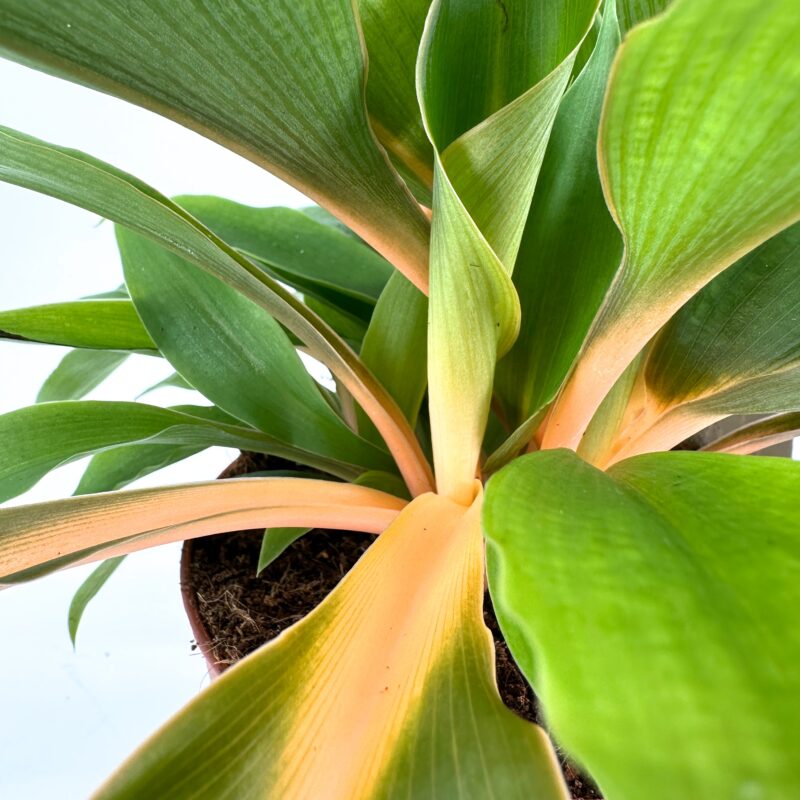 Chlorophytum Fire Flash Orange Spider Plant Chlorophytum Fire Flash Orange Spider Plant
