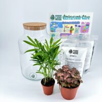 Classic Terrarium Starter Kit DIY