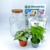Classic Terrarium Starter Kit DIY