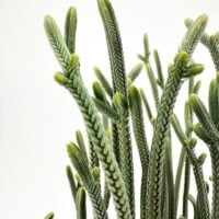 Spiral succulent stems on a white background, botanical plant close-up for minimalist decor.