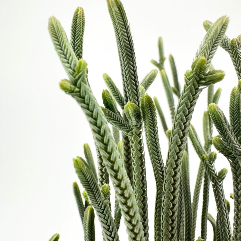 Crassula Muscosa Harmony in Green Spiral succulent stems on a white background, botanical plant close-up for minimalist decor.