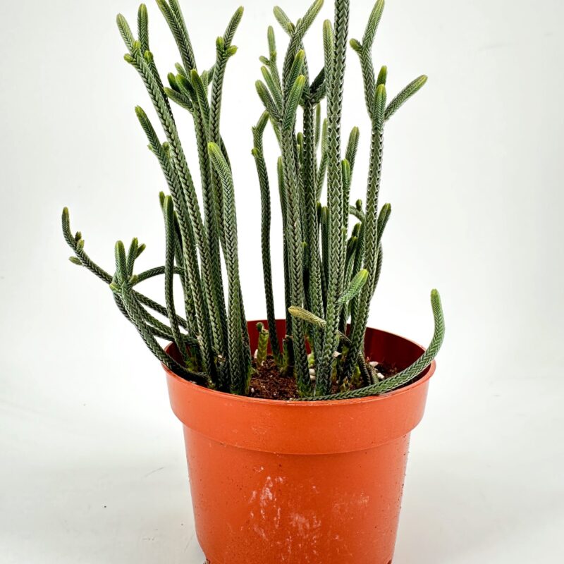 Crassula Muscosa Harmony in Green Potted succulent houseplant on white background, minimalist indoor decor product photo.