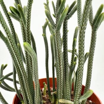 Close-up of Crassula muscosa Harmony in Green succulent with tiny, scale-like green leaves stacked tightly along upright stems.