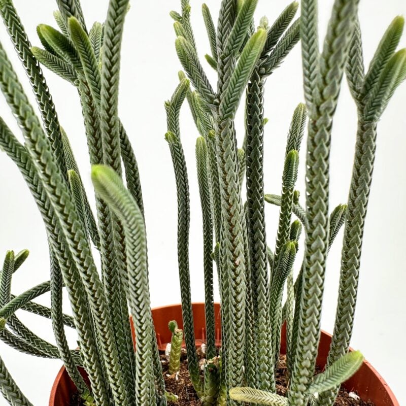 Close-up of Crassula muscosa Harmony in Green succulent with tiny, scale-like green leaves stacked tightly along upright stems.