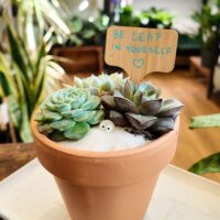 DIY Succulent Garden Kit With Step-By-Step Guides