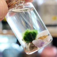 Mini Marimo Moss Ball Jar - With Illustrated Care Guide
