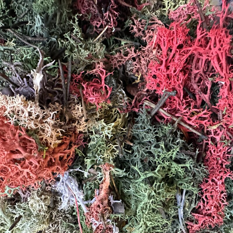 Bring a touch of nature into your projects with our Preserved Reindeer Moss Colour Bundle. This moss comes from our creative work and includes a mix of different colours that can be rescued and turned into something stunning. It’s perfect for DIY crafts, home décor, terrariums, or kids’ activities, and it doesn’t need water or sunlight to stay looking great. Each bag is filled with preserved moss offcuts in a random variety of shades, sometimes with natural extras like little twigs, needles, or leaves for added character. Offered at a huge 70% discount, it’s an eco-friendly way to save moss from going to waste while giving you beautiful, versatile material for your creations. Bring a touch of nature into your projects with our Preserved Reindeer Moss Colour Bundle. This moss comes from our creative work and includes a mix of different colours that can be rescued and turned into something stunning. It’s perfect for DIY crafts, home décor, terrariums, or kids’ activities, and it doesn’t need water or sunlight to stay looking great. Each bag is filled with preserved moss offcuts in a random variety of shades, sometimes with natural extras like little twigs, needles, or leaves for added character. Offered at a huge 70% discount, it’s an eco-friendly way to save moss from going to waste while giving you beautiful, versatile material for your creations.
