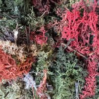 Bring a touch of nature into your projects with our Preserved Reindeer Moss Colour Bundle. This moss comes from our creative work and includes a mix of different colours that can be rescued and turned into something stunning. It’s perfect for DIY crafts, home décor, terrariums, or kids’ activities, and it doesn’t need water or sunlight to stay looking great.  Each bag is filled with preserved moss offcuts in a random variety of shades, sometimes with natural extras like little twigs, needles, or leaves for added character.  Offered at a huge 70% discount, it’s an eco-friendly way to save moss from going to waste while giving you beautiful, versatile material for your creations.
