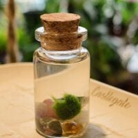 Mini Marimo Moss Ball Jar - With Illustrated Care Guide