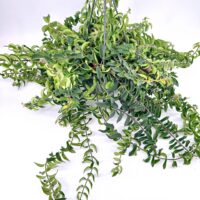 Aeschynanthus Twister Lipstick Plant