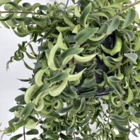 Aeschynanthus Twister Lipstick Plant