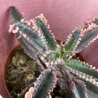 Variegated Kalanchoe Daigremontiana Pink Butterfly