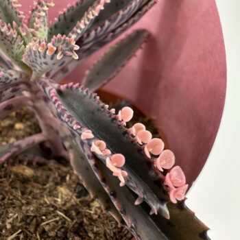 Variegated Kalanchoe Daigremontiana Pink Butterfly