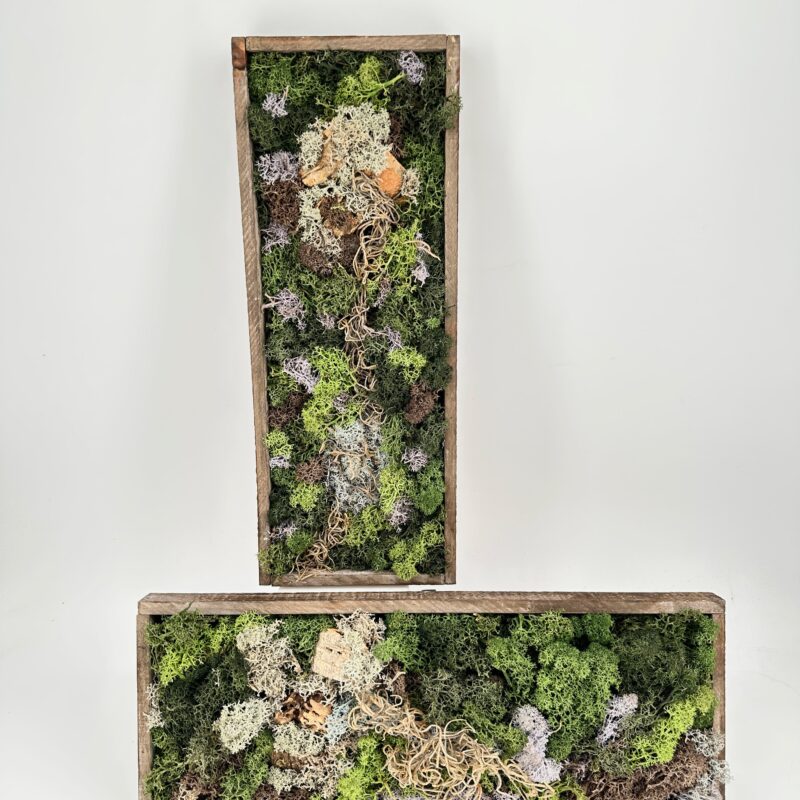 Preserved Moss Wall Art DIY Kit LOCHNAGAR Handmade Preserved Moss Wall Art Lochnagar DIY Kit finished design with moss, cork, and preserved Tillandsia