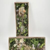 Handmade Preserved Moss Wall Art Lochnagar DIY Kit finished design with moss, cork, and preserved Tillandsia