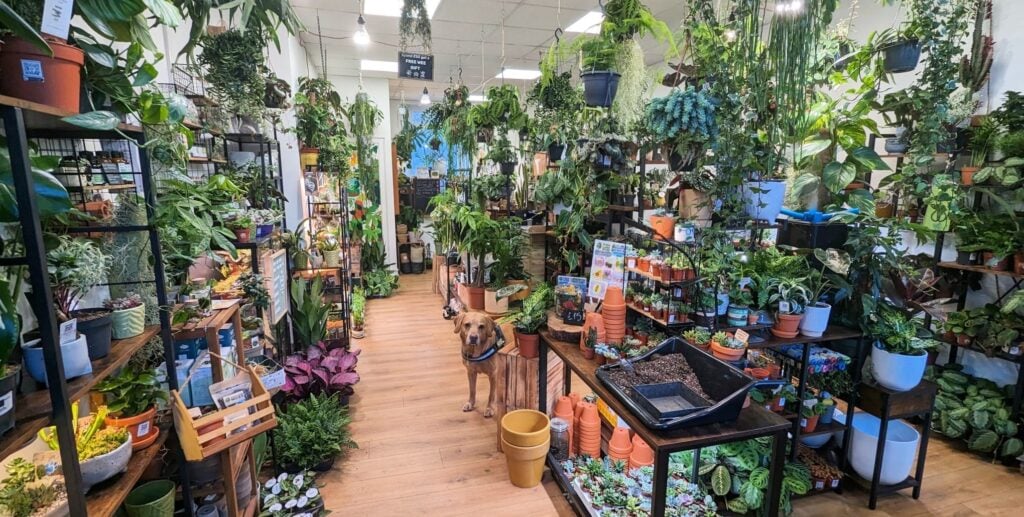 Lush indoor plant shop filled with hanging houseplants, terracotta pots, and a calm dog.