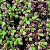 Overhead view of pink and green rosette succulents in nursery terracotta pots.