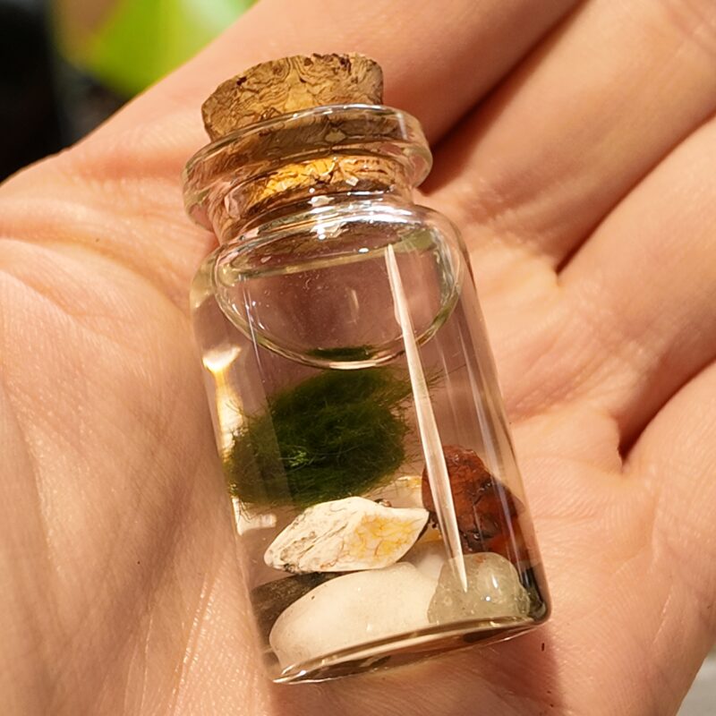 Mini Marimo Moss Ball Jar - With Illustrated Care Guide Mini Marimo Moss Ball Jar - With Illustrated Care Guide