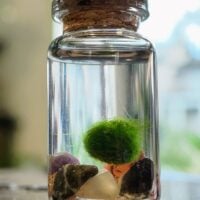 Mini Marimo Moss Ball Jar - With Illustrated Care Guide
