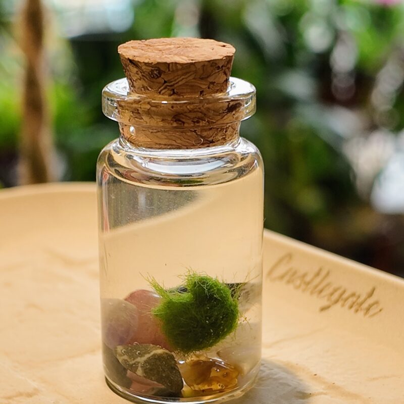 Mini Marimo Moss Ball Jar - With Illustrated Care Guide Mini Marimo Moss Ball Jar - With Illustrated Care Guide