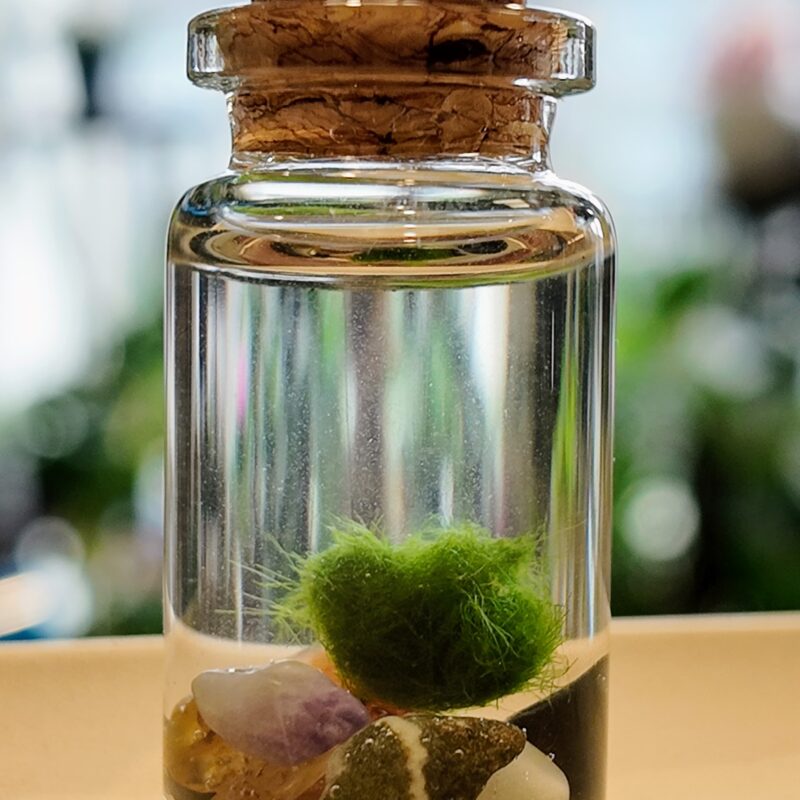Mini Marimo Moss Ball Jar - With Illustrated Care Guide Mini Marimo Moss Ball Jar - With Illustrated Care Guide