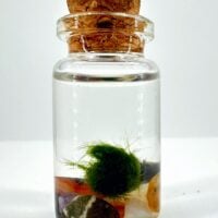 Mini Marimo Moss Ball Jar - With Illustrated Care Guide