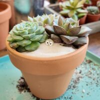 DIY Succulent Garden Kit With Step-By-Step Guides